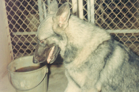 Smokey Kennel